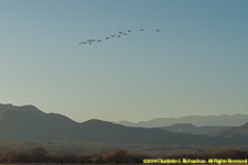 geese flying in
